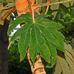 Tetrapanax papyrifera Rex